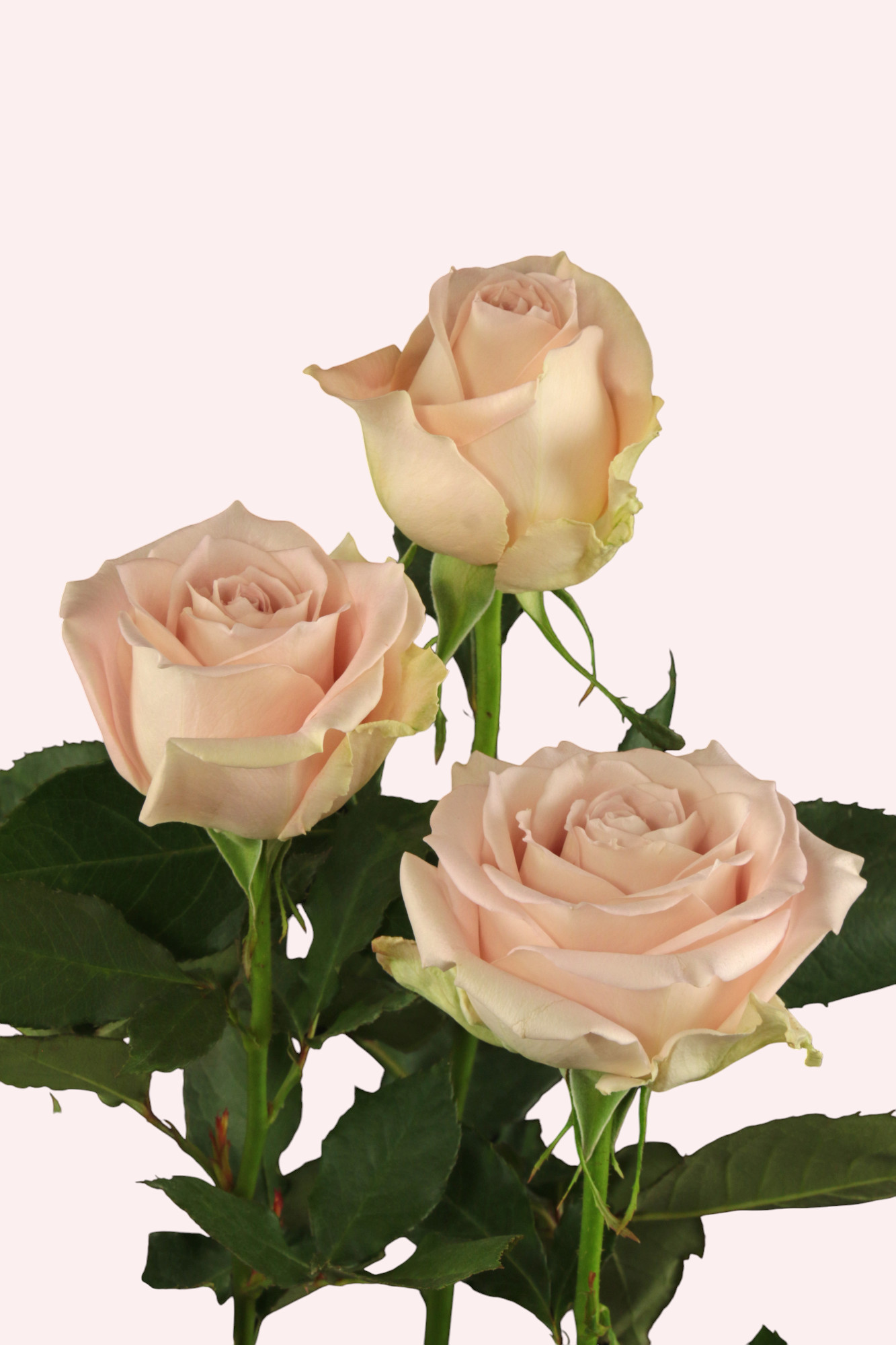 Pink X-pression® - De Ruiter Innovations